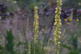 Verbascum nigrumZwarte toorts bestellen